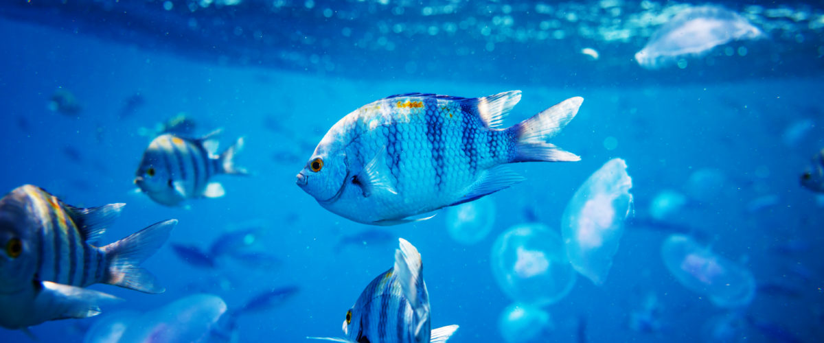 Fish underwater